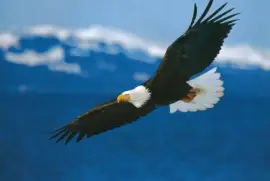 vuelo de Ã¡guila real