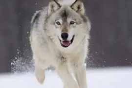 lobo corriendo
