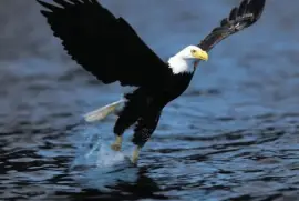 Ã¡guila real cazando