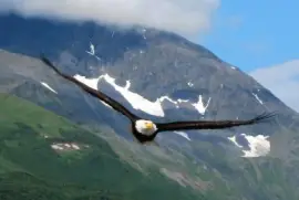 Ã¡guila en pleno vuelo