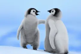 bebes pinguinos
