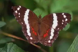 mariposa