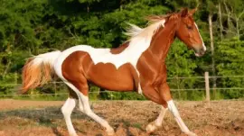 horse
