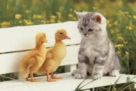 gatito con pato