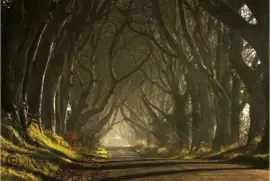פאזל של dark hedges Norther Ireland