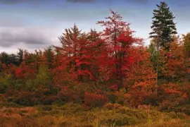 פאזל של fiery colors of fall