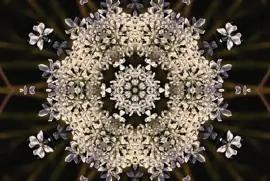 פאזל של Queen Anne 's lace