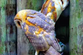 פאזל של barn owls