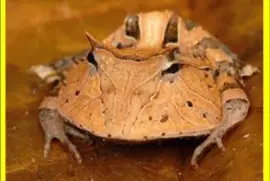 Rana Vaquero - Surinam