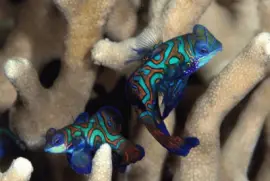 Peces MandarÃ­n - Indonesia