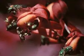 Abejas Euglossini en OrquÃ­dea - Surinam