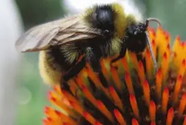 Abejorro en Echinaceae