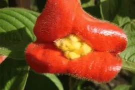 Psychotria Poeppigiana - Costa Rica