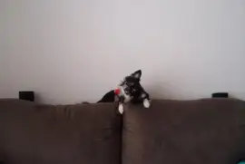 Nick escondendo no sofá