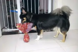 Nick e seu ovo de pascoa