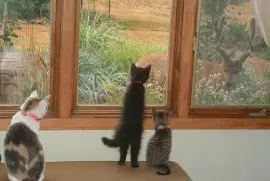 פאזל של things