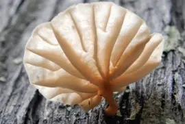 Marasmiellus Heliodorus