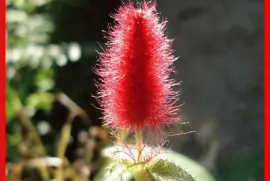 Acalypha Reptans (Rabo de Gato)