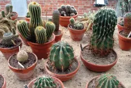 Cactos em vaso