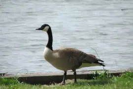 Animais no Parque - SP