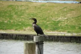 Animais no parque 1 - SP