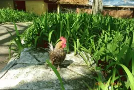 Animais no Parque 2 - SP