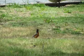 Animais no Parque 4 - SP