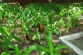 Animais no Parque 5 - SP