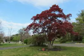 פאזל של Parque Fernando Costa 1 - SP