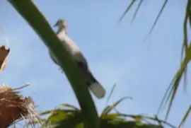 פאזל של tourterelle