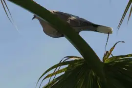 פאזל של tourterelle