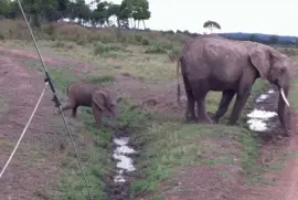 פאזל של Elefoa e seu filhote