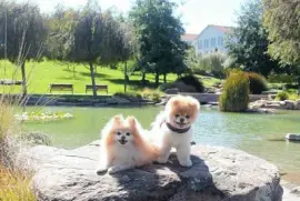 פאזל של Amiguinhos do Nick