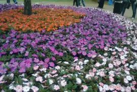 פאזל של Jardins em Holambra - SP