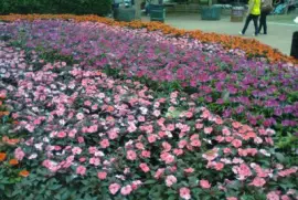 פאזל של Jardim em Holambra 1 - SP