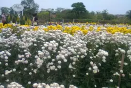 פאזל של Jardim em Holambra 2 - SP