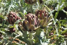 פאזל של Alcachofras