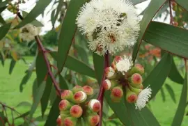 Eucalyptus Pauciflora