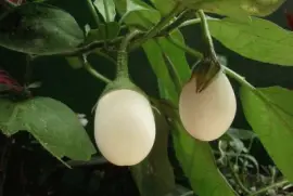 פאזל של Jilo Branco