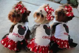 פאזל של Amiguinhos do Nick fantasiados