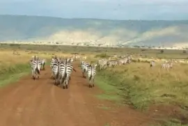 פאזל של Zebras