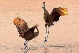 פאזל של dance-12