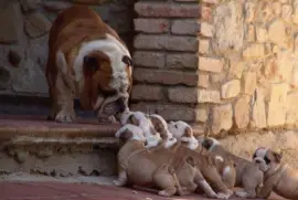 פאזל של Cadela e seus filhotes 1