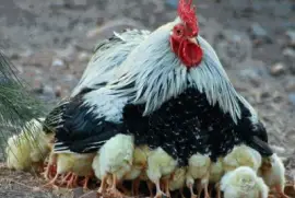 פאזל של Instinto paterno