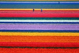 Campos de tulipas - Holanda