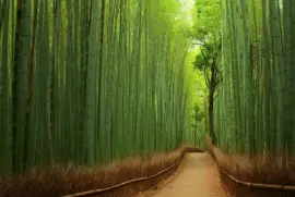 Floresta de bambu - JapÃ£o