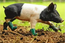 פאזל של piggy-15