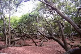 Cajueiro do Pirangi - RN