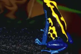 RÃ£ Flexa venenosa