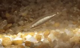 Candiru ou peixe vampiro